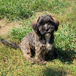 Shorkie Puppy Jackson