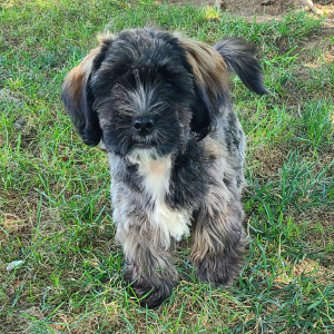 Shorkie Puppy Jackson