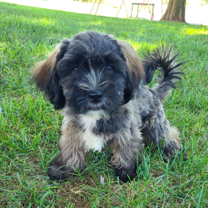 Shorkie Puppy Jackson
