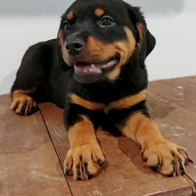 Rottweiler Puppy Sonny
