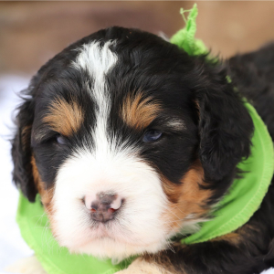 Bernedoodle Puppy Pops