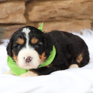 Bernedoodle Puppy Pops