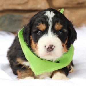 Bernedoodle Puppy Pops