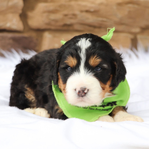 Bernedoodle Puppy Pops