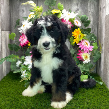 Bernedoodle Puppy Jessica