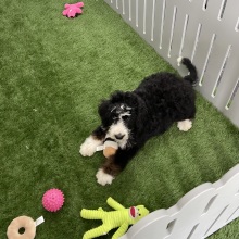 Bernedoodle Puppy Jessica