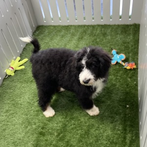 Bernedoodle Puppy Jessica
