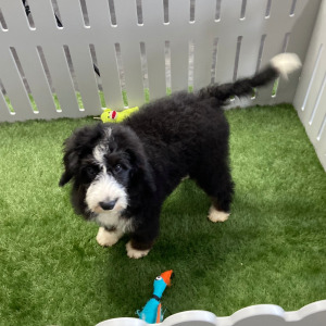 Bernedoodle Puppy Jessica