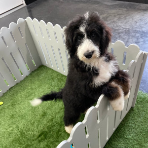 Bernedoodle Puppy Jessica