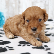 Cavapoo Puppy Peace