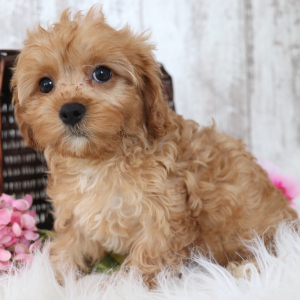 Cavapoo Puppy Peace