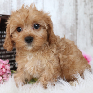 Cavapoo Puppy Peace