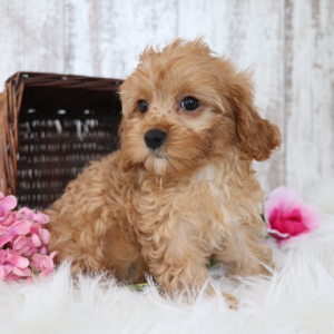 Cavapoo Puppy Peace