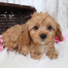 Cavapoo Puppy Peace