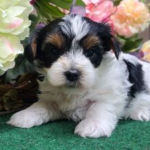 Yorkshire Terrier Puppy Clara