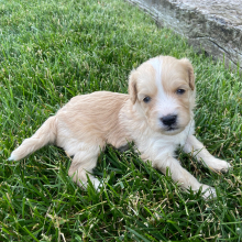 Cavapoo Puppy Elijah
