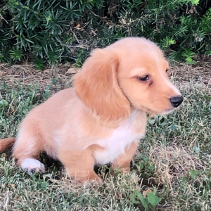 Dachshund Puppy Olla