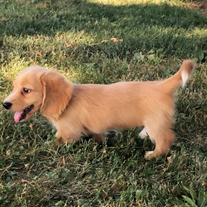 Dachshund Puppy Olla
