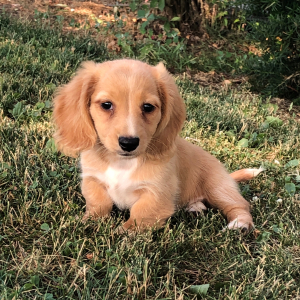 Dachshund Puppy Olla