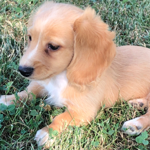Dachshund Puppy Olla