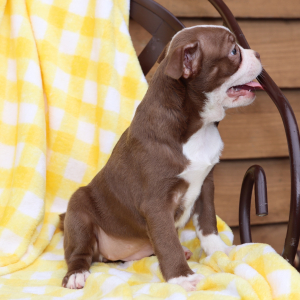 Boston Terrier Puppy Abbey
