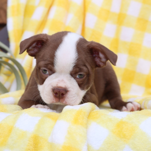 Boston Terrier Puppy Abbey