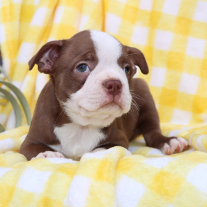 Boston Terrier Puppy Abbey