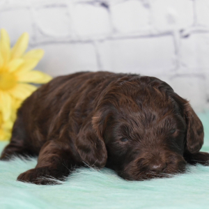 Labradoodle Puppy Hope