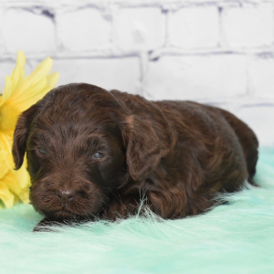 Labradoodle Puppy Hope