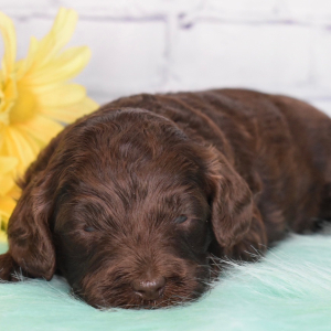 Labradoodle Puppy Hope