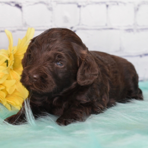 Labradoodle Puppy Hope