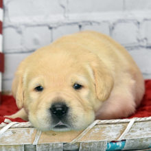 Labrador Retriever Puppy Gabe
