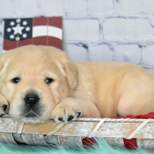 Labrador Retriever Puppy Gabe