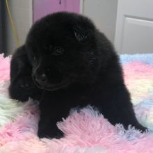 German Shepherd Dog Puppy Shanika