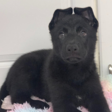 German Shepherd Dog Puppy Shanika
