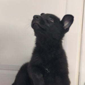 German Shepherd Dog Puppy Shanika