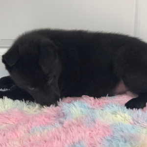 German Shepherd Dog Puppy Shanika