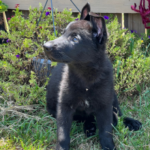 German Shepherd Dog Puppy Shanika