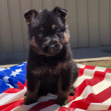German Shepherd Dog Puppy Capria