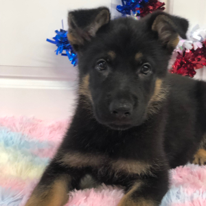 German Shepherd Dog Puppy Capria