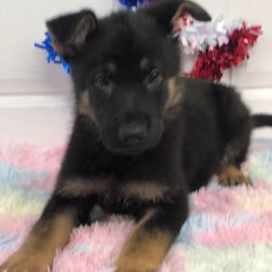 German Shepherd Dog Puppy Capria