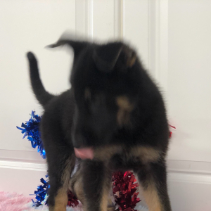 German Shepherd Dog Puppy Capria
