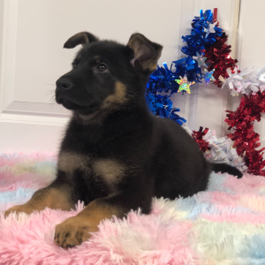 German Shepherd Dog Puppy Capria