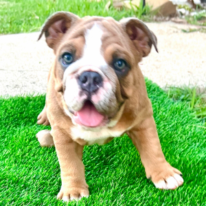 Bulldog Puppy Jojo