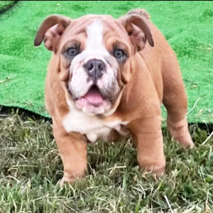 Bulldog Puppy Jojo