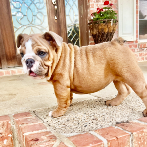 Bulldog Puppy Jojo