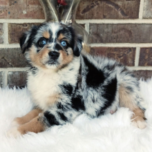 Australian Shepherd Puppy Flower