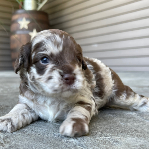 Cockapoo Puppy Arthur