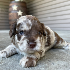 Cockapoo Puppy Arthur