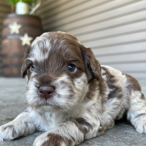 Cockapoo Puppy Arthur